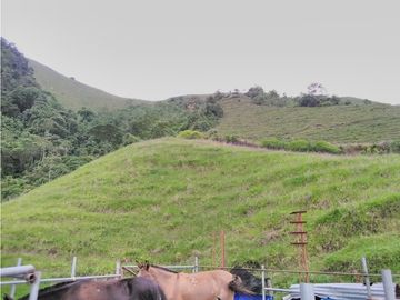 Venta de Finca - Pácora - Caldas.