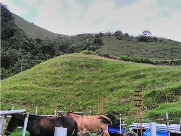 Venta de Finca - Pácora - Caldas.