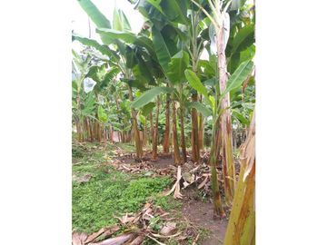 Venta Finca Calarca Quindio COD: 4303070