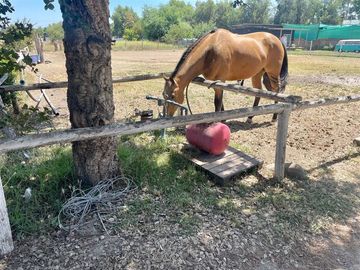 Agrícola en Venta en Condominio Valle Ecuestre