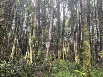 520 HEC DE TERRENO FORESTAL LA UNION