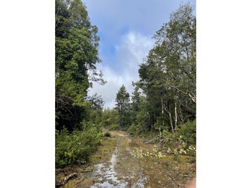 520 HEC DE TERRENO FORESTAL LA UNION