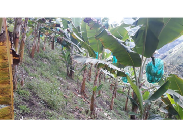 VENTA O PERMUTA DE FINCA EN BELEN DE UMBRIA
