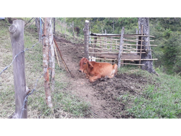 VENTA O PERMUTA DE FINCA EN BELEN DE UMBRIA