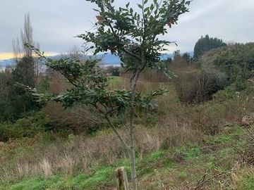 Parcela en Venta en Piedra Mesa, Lago Ranco