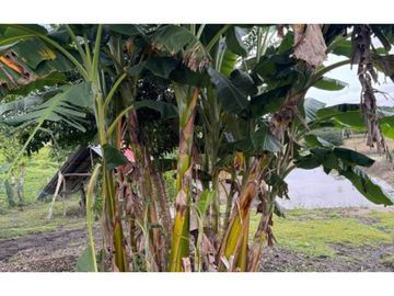 Finca Productiva en Venta Los Palmitos, Sucre: Ganadería y Cultivos