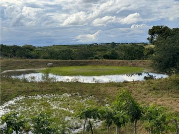 Finca Productiva en Venta Los Palmitos, Sucre: Ganadería y Cultivos
