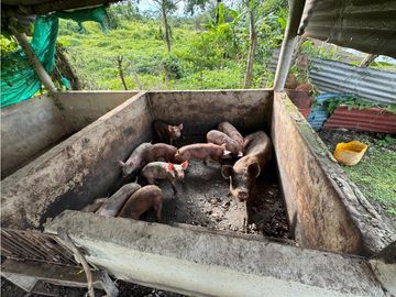 Finca Productiva en Venta Los Palmitos, Sucre: Ganadería y Cultivos