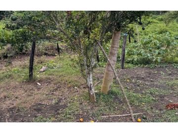 Finca Productiva en Venta Los Palmitos, Sucre: Ganadería y Cultivos