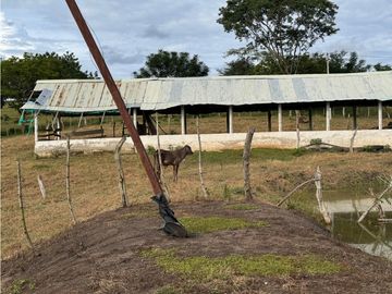 Finca Productiva en Venta Los Palmitos, Sucre: Ganadería y Cultivos
