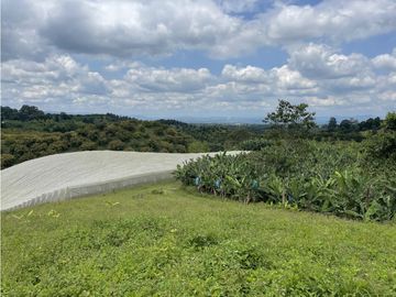 Venta de Finca Tipica Sembrada en Banano Aguacate Yuca Calarcá