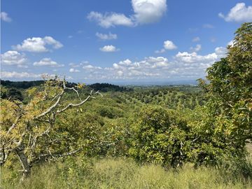Venta de Finca Tipica Sembrada en Banano Aguacate Yuca Calarcá