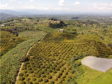 Venta de Finca Tipica Sembrada en Banano Aguacate Yuca Calarcá