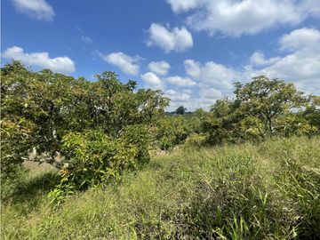 Venta de Finca Tipica Sembrada en Banano Aguacate Yuca Calarcá