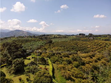 Venta de Finca Tipica Sembrada en Banano Aguacate Yuca Calarcá