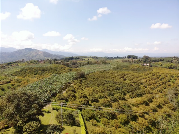 Venta de Finca Tipica Sembrada en Banano Aguacate Yuca Calarcá