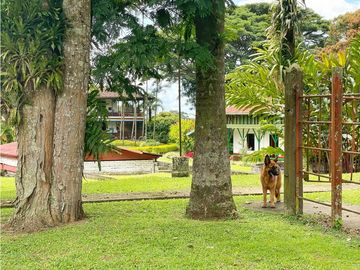 Venta de Finca Tipica Sembrada en Banano Aguacate Yuca Calarcá