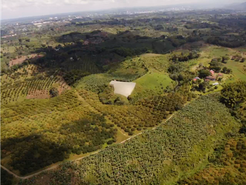 Venta de Finca Tipica Sembrada en Banano Aguacate Yuca Calarcá