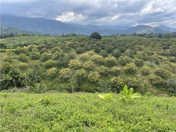 Venta de Finca Tipica Sembrada en Banano Aguacate Yuca Calarcá