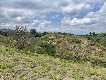 Venta de Finca Tipica Sembrada en Banano Aguacate Yuca Calarcá