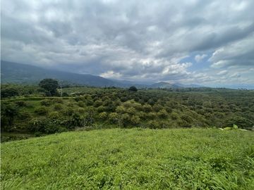 Venta de Finca Tipica Sembrada en Banano Aguacate Yuca Calarcá