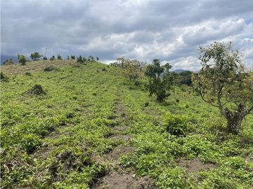 Venta de Finca Tipica Sembrada en Banano Aguacate Yuca Calarcá