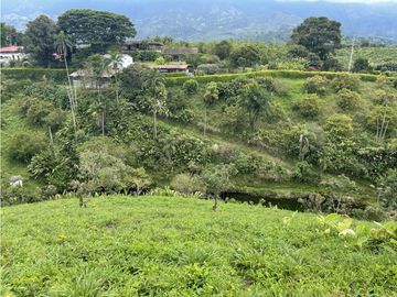 Venta de Finca Tipica Sembrada en Banano Aguacate Yuca Calarcá