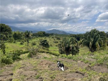 Venta de Finca Tipica Sembrada en Banano Aguacate Yuca Calarcá