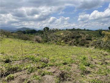 Venta de Finca Tipica Sembrada en Banano Aguacate Yuca Calarcá