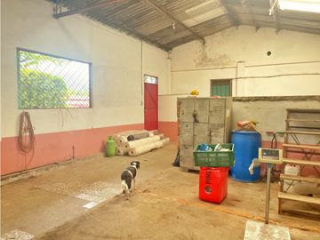 Venta de Finca Tipica Sembrada en Banano Aguacate Yuca Calarcá