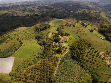 Venta de Finca Tipica Sembrada en Banano Aguacate Yuca Calarcá