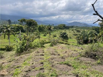 Venta de Finca Tipica Sembrada en Banano Aguacate Yuca Calarcá