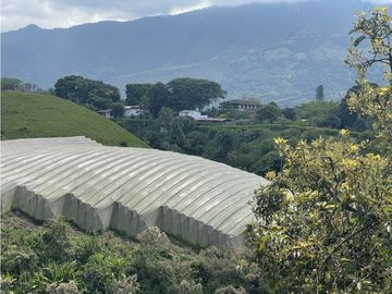 Venta de Finca Tipica Sembrada en Banano Aguacate Yuca Calarcá
