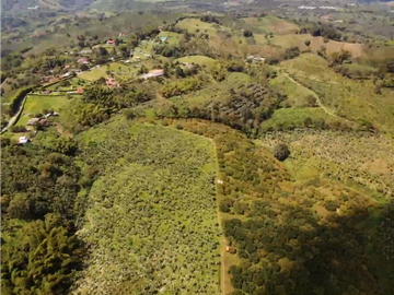 Venta de Finca Tipica Sembrada en Banano Aguacate Yuca Calarcá