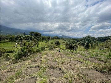 Venta de Finca Tipica Sembrada en Banano Aguacate Yuca Calarcá