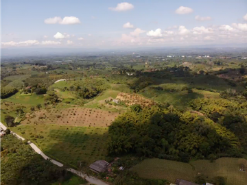 Venta de Finca Tipica Sembrada en Banano Aguacate Yuca Calarcá