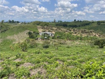 Venta de Finca Tipica Sembrada en Banano Aguacate Yuca Calarcá