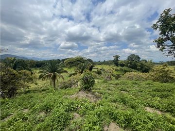 Venta de Finca Tipica Sembrada en Banano Aguacate Yuca Calarcá