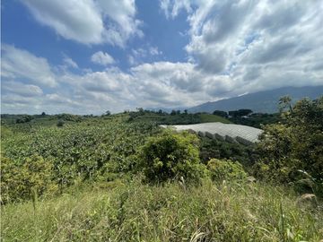 Venta de Finca Tipica Sembrada en Banano Aguacate Yuca Calarcá