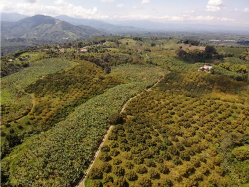 Venta de Finca Tipica Sembrada en Banano Aguacate Yuca Calarcá