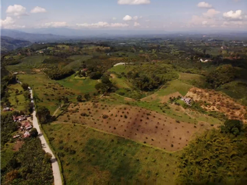 Venta de Finca Tipica Sembrada en Banano Aguacate Yuca Calarcá