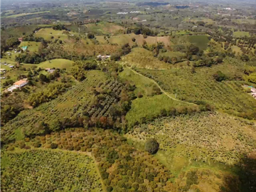Venta de Finca Tipica Sembrada en Banano Aguacate Yuca Calarcá