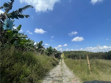 Venta de Finca Tipica Sembrada en Banano Aguacate Yuca Calarcá