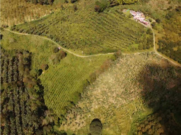 Venta de Finca Tipica Sembrada en Banano Aguacate Yuca Calarcá