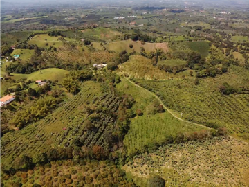 Venta de Finca Tipica Sembrada en Banano Aguacate Yuca Calarcá