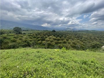 Venta de Finca Tipica Sembrada en Banano Aguacate Yuca Calarcá