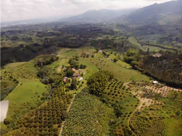 Venta de Finca Tipica Sembrada en Banano Aguacate Yuca Calarcá