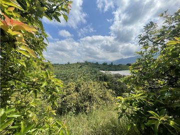 Venta de Finca Tipica Sembrada en Banano Aguacate Yuca Calarcá