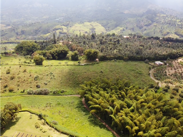 Venta de Finca Tipica Sembrada en Banano Aguacate Yuca Calarcá