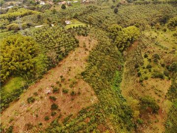 Finca Cafetera A La venta Vereda La Cristalina Circasia Armenia